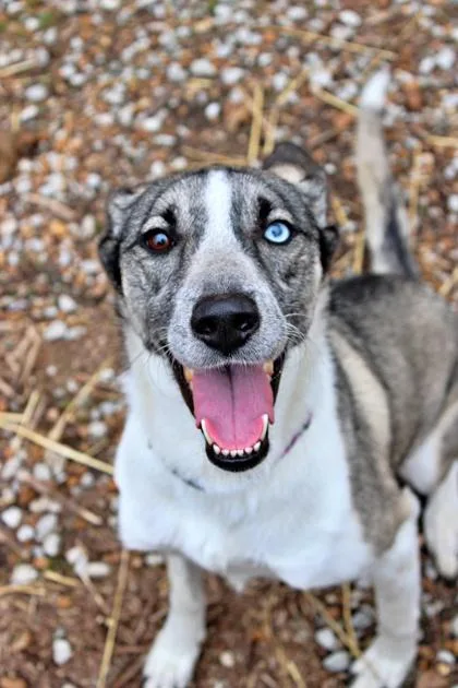 A baby large-sized female Siberian Husky dog named Nova for adoption in Morton Grove, IL