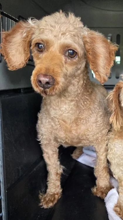 An adult small-sized female Poodle dog named Emily for adoption in Kinzers , PA