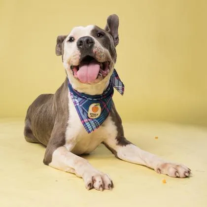 An adult large-sized male Pit Bull Terrier dog named Barbados for adoption in Atlanta, GA