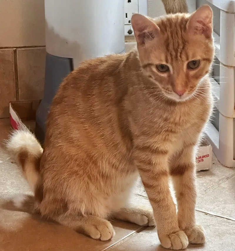 A young medium-sized male Orange / Red Domestic Short Hair cat named Timon for adoption in Lake Worth, FL