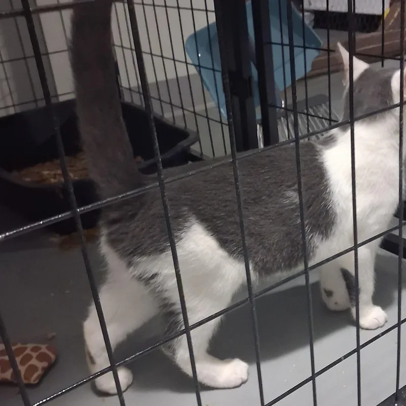 A baby medium-sized male Gray & White Domestic Short Hair cat named Abraham for adoption in Iowa Falls, IA
