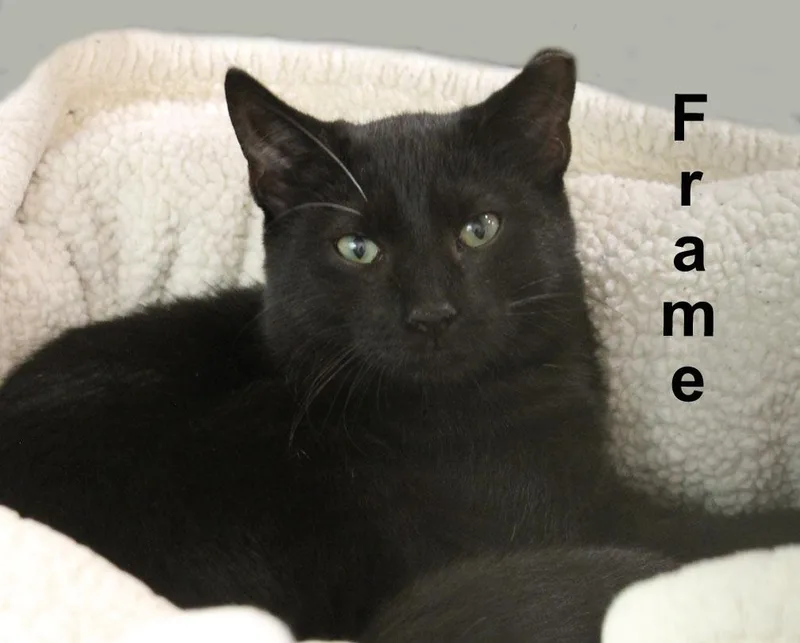 A baby medium-sized male Black Domestic Short Hair cat named Frame Gil. for adoption in Stowe, PA