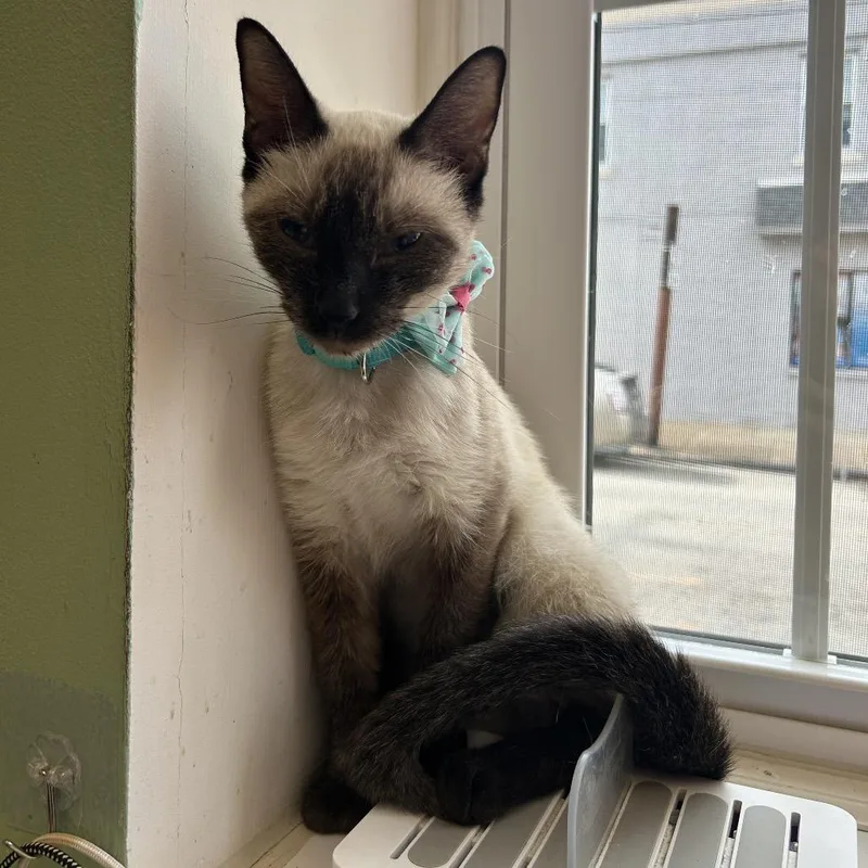 A young small-sized female Buff / Tan / Fawn Siamese cat named Angelique for adoption in Philadelphia, PA