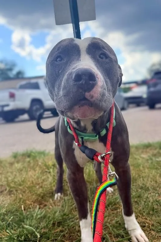 An adult large-sized male Black Mixed Breed dog named Lukey for adoption in Cincinnati, OH