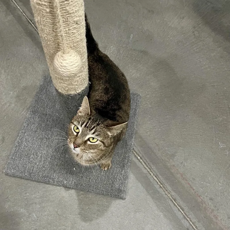 An adult medium-sized female Brown / Chocolate Domestic Short Hair cat named Mulan for adoption in Fairmont, WV
