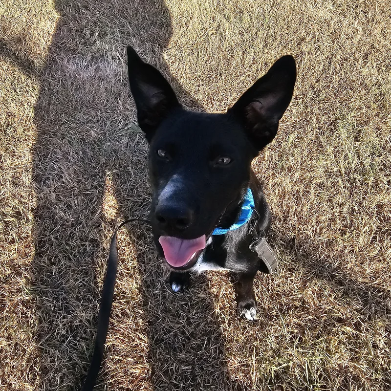 A young small-sized female Rat Terrier dog named Jasmine for adoption in Hamilton , TX