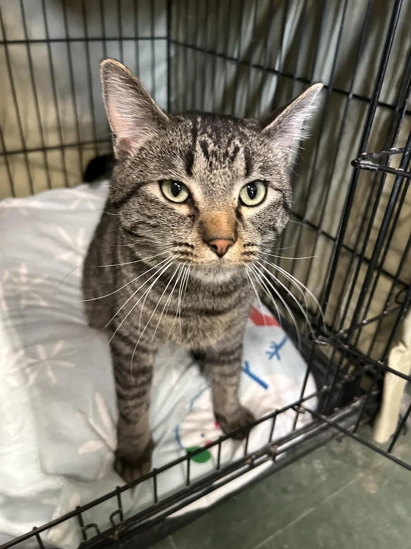 Cornelius thumbnail 2