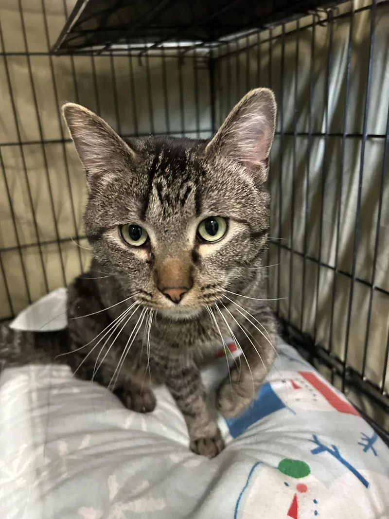 Cornelius thumbnail 3