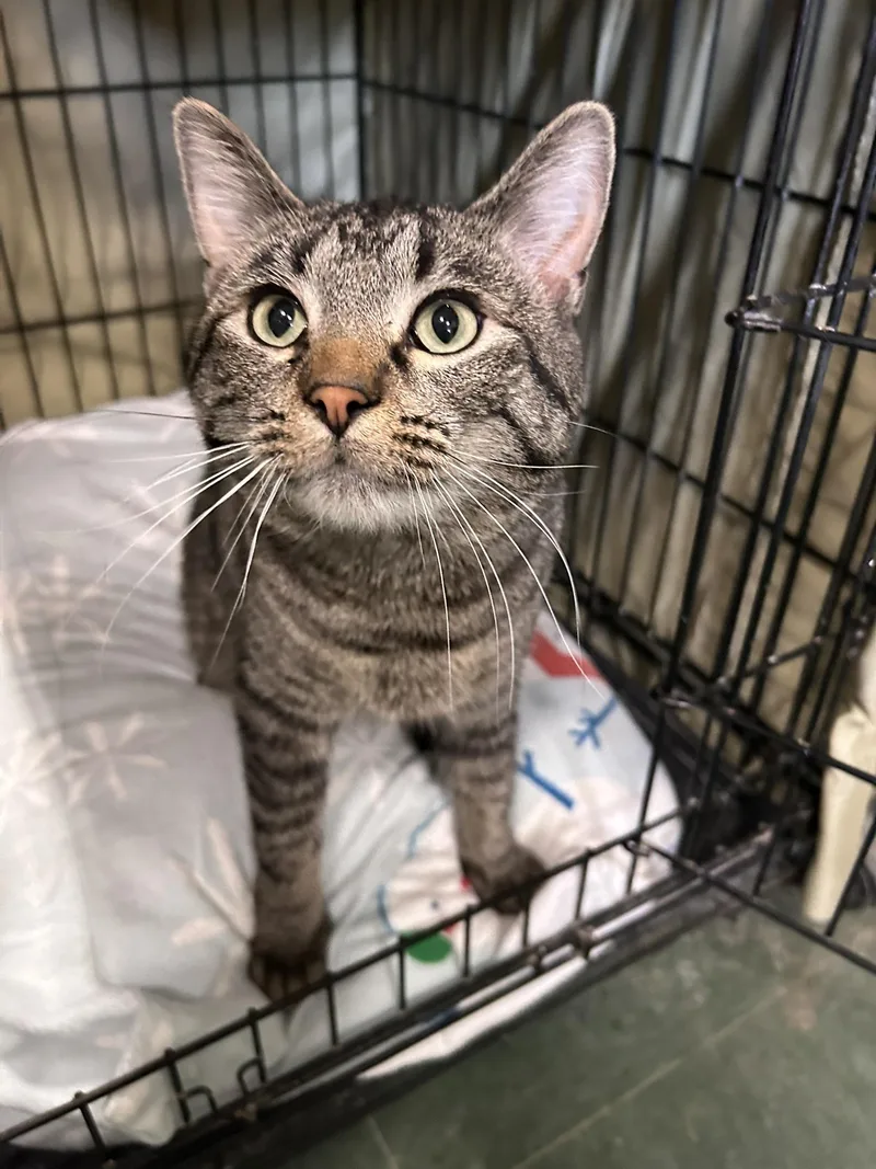 Cornelius thumbnail 4