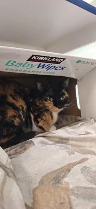 An adult medium-sized female Domestic Short Hair cat named Barbie Girl for adoption in Vero Beach, FL