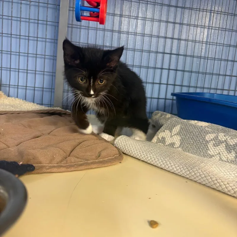 A baby small-sized female Black American Shorthair cat named Midnight for adoption in Tipton, IA