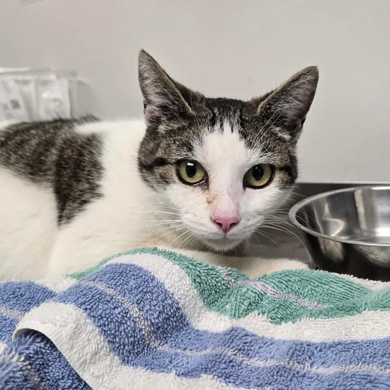 An adult medium-sized female Gray / Blue / Silver Domestic Short Hair cat named Viola for adoption in Mooresville, NC
