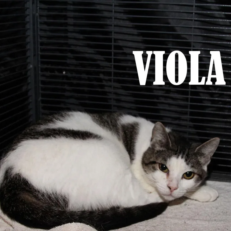 Viola thumbnail 2