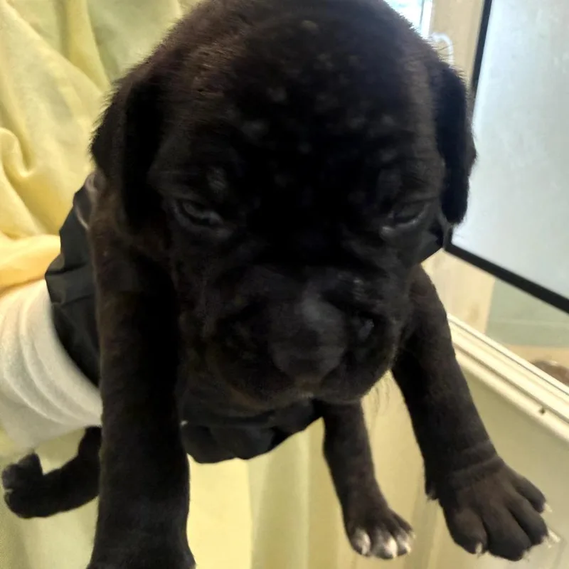 A baby small-sized male Black Mixed Breed dog named Cuatro for adoption in LOXAHATCHEE, FL