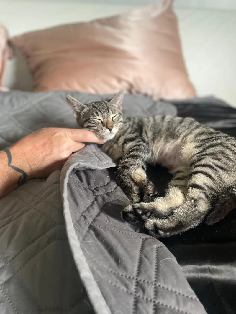 A baby small-sized female Domestic Short Hair cat named Ellie for adoption in South Ozone Park, NY