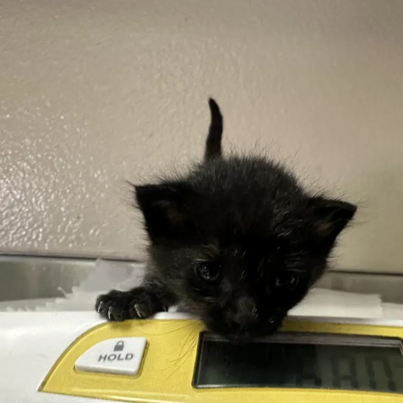 A baby small-sized female Domestic Short Hair cat named Roxy for adoption in San Antonio, TX