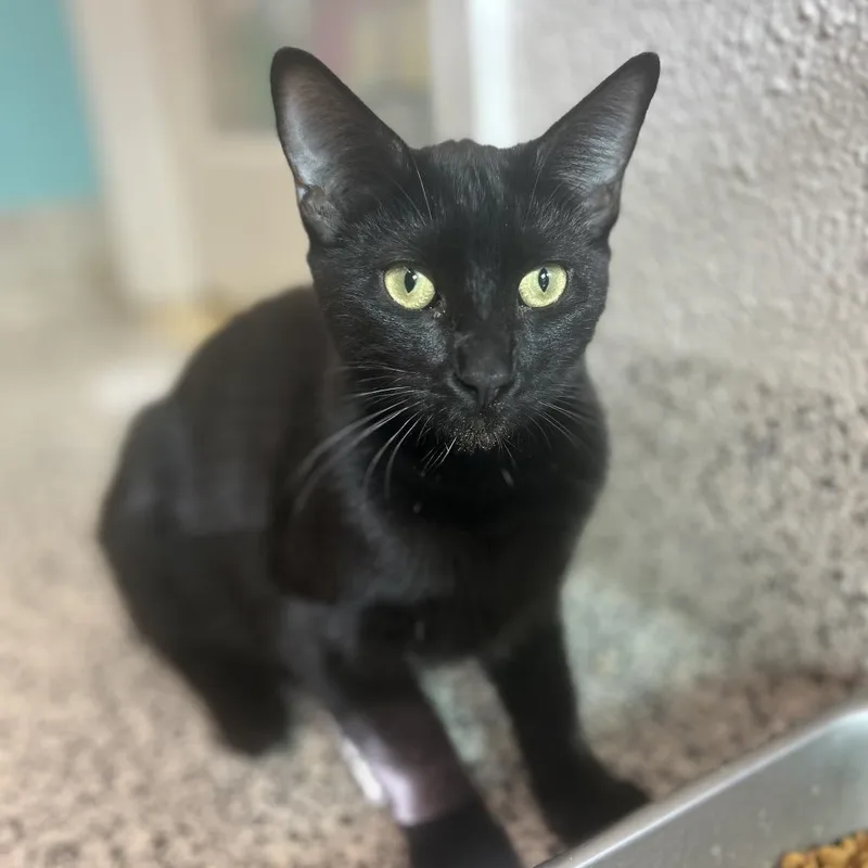 Kenpachi thumbnail 2