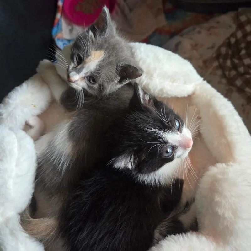 A baby small-sized female Calico Domestic Short Hair cat named Nova Star for adoption in Tustin, CA