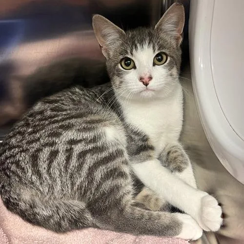 A young small-sized female Gray / Blue / Silver Domestic Short Hair cat named Celia for adoption in Georgetown, KY