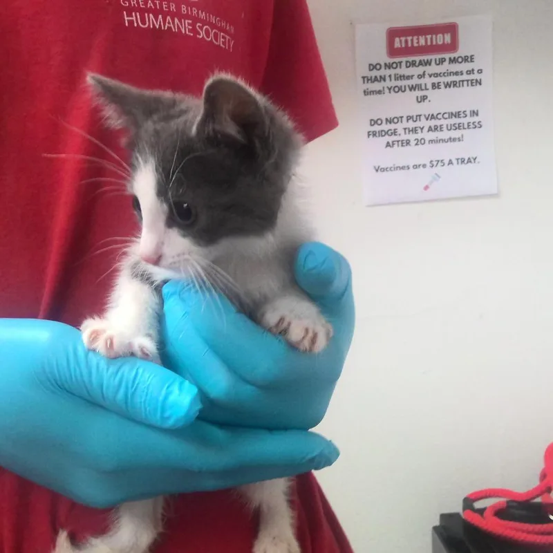 A baby small-sized male White Domestic Long Hair cat named Goober for adoption in Birmingham, AL