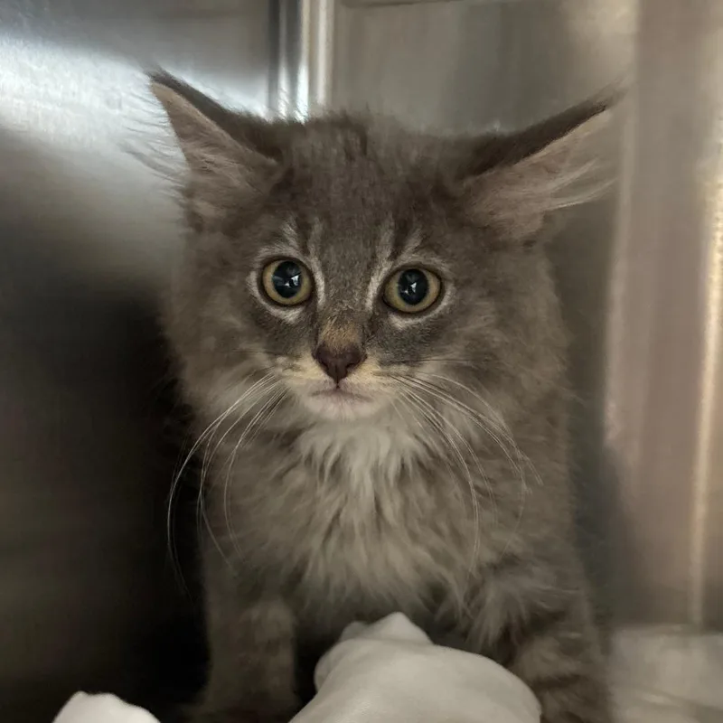 A baby small-sized male Gray / Blue / Silver Domestic Long Hair cat named Oliver for adoption in Manhattan, KS