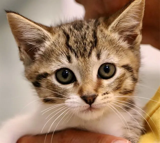 A baby small-sized female Domestic Short Hair cat named Skittles for adoption in San Luis Obispo, CA