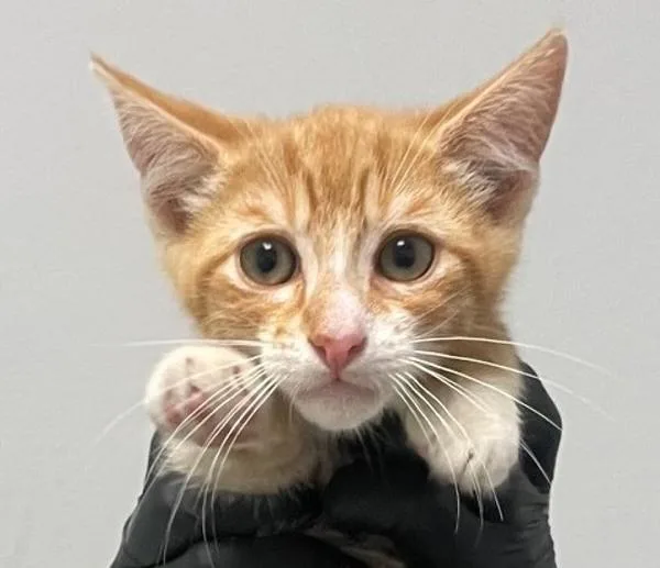 A baby small-sized male Domestic Short Hair cat named Eisen for adoption in El Cajon, CA