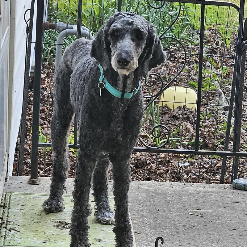 A young medium-sized female Gray / Blue / Silver Poodle dog named Clara for adoption in Grafton, OH