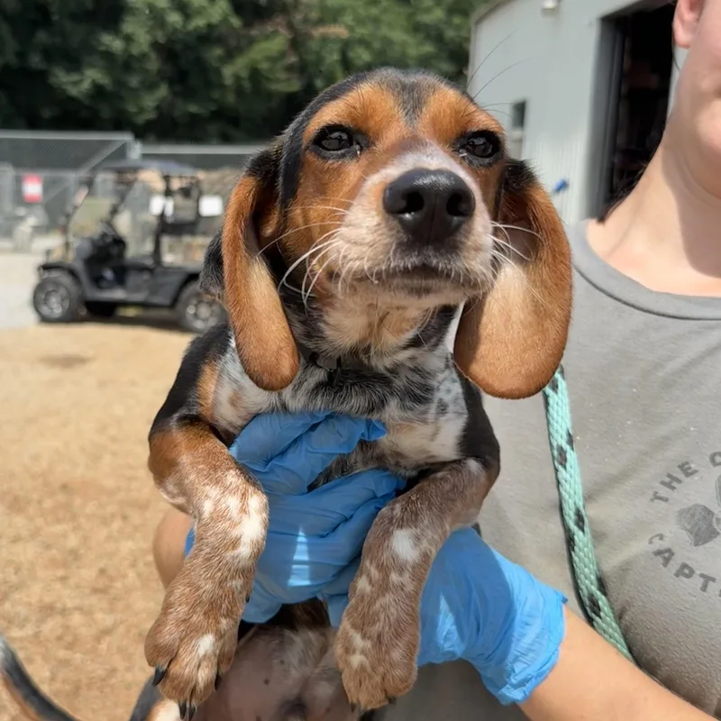 Huckleberry thumbnail 2