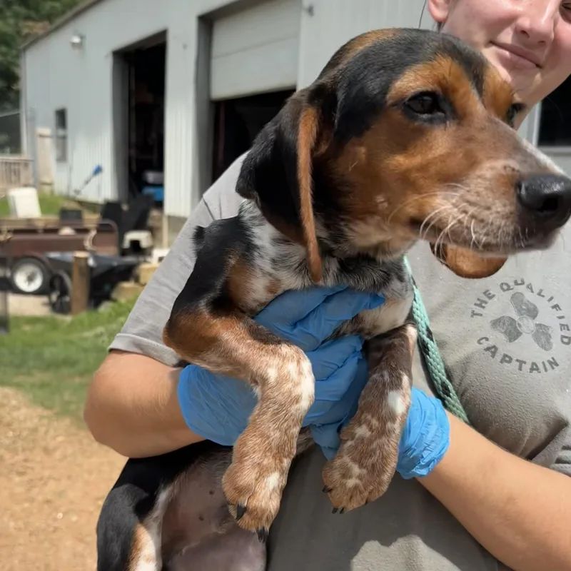 Huckleberry thumbnail 3