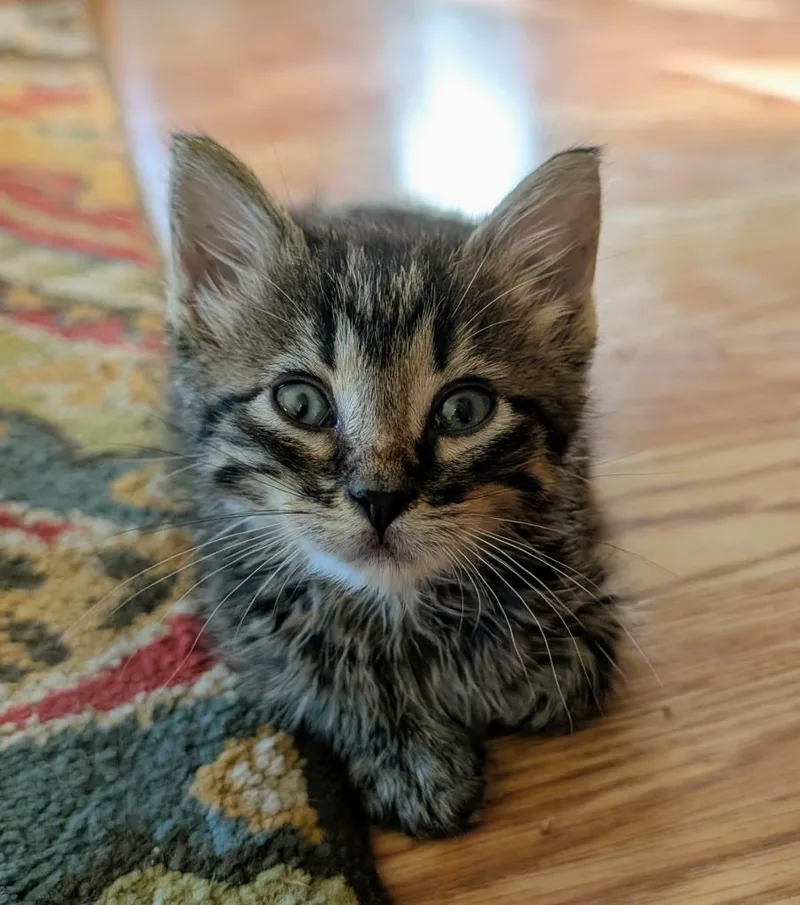 A baby medium-sized male Domestic Short Hair cat named Ziggy for adoption in Medford, WI