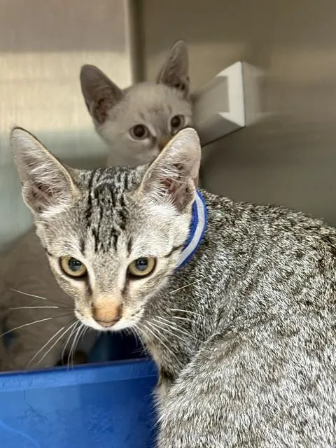 A baby small-sized male Domestic Short Hair cat named Rikky for adoption in Pearland, TX