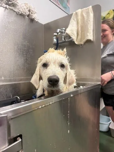 A baby small-sized male Great Pyrenees dog named Rick for adoption in Belleville, IL