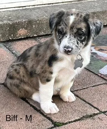 A baby medium-sized male Poodle dog named Biff for adoption in Hillside, IL