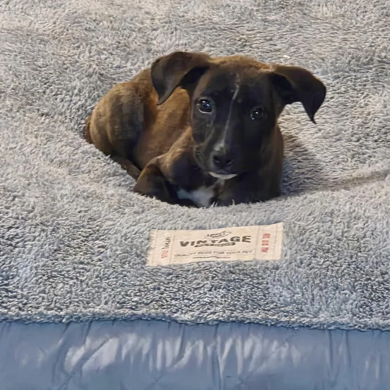 A baby medium-sized female Terrier dog named Betty for adoption in Waxhaw, NC