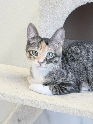 A baby small-sized female Domestic Short Hair cat named Abby Cadabby for adoption in Venice, FL