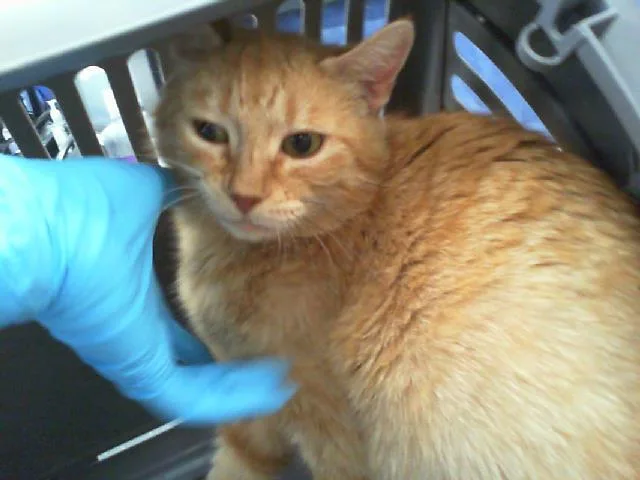 An adult medium-sized female Domestic Short Hair cat named Tiger Lilly for adoption in Charlotte, NC