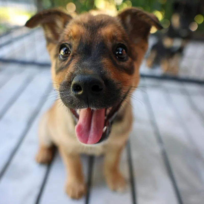 A baby medium-sized female Brown / Chocolate Australian Cattle Dog / Blue Heeler dog named Jules for adoption in Bradenton, FL
