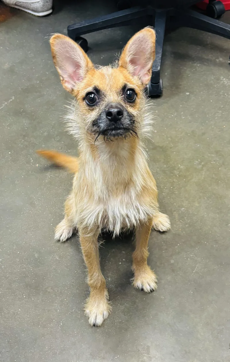 An adult small-sized male Apricot / Beige Terrier dog named Stitch for adoption in Council Bluffs, IA