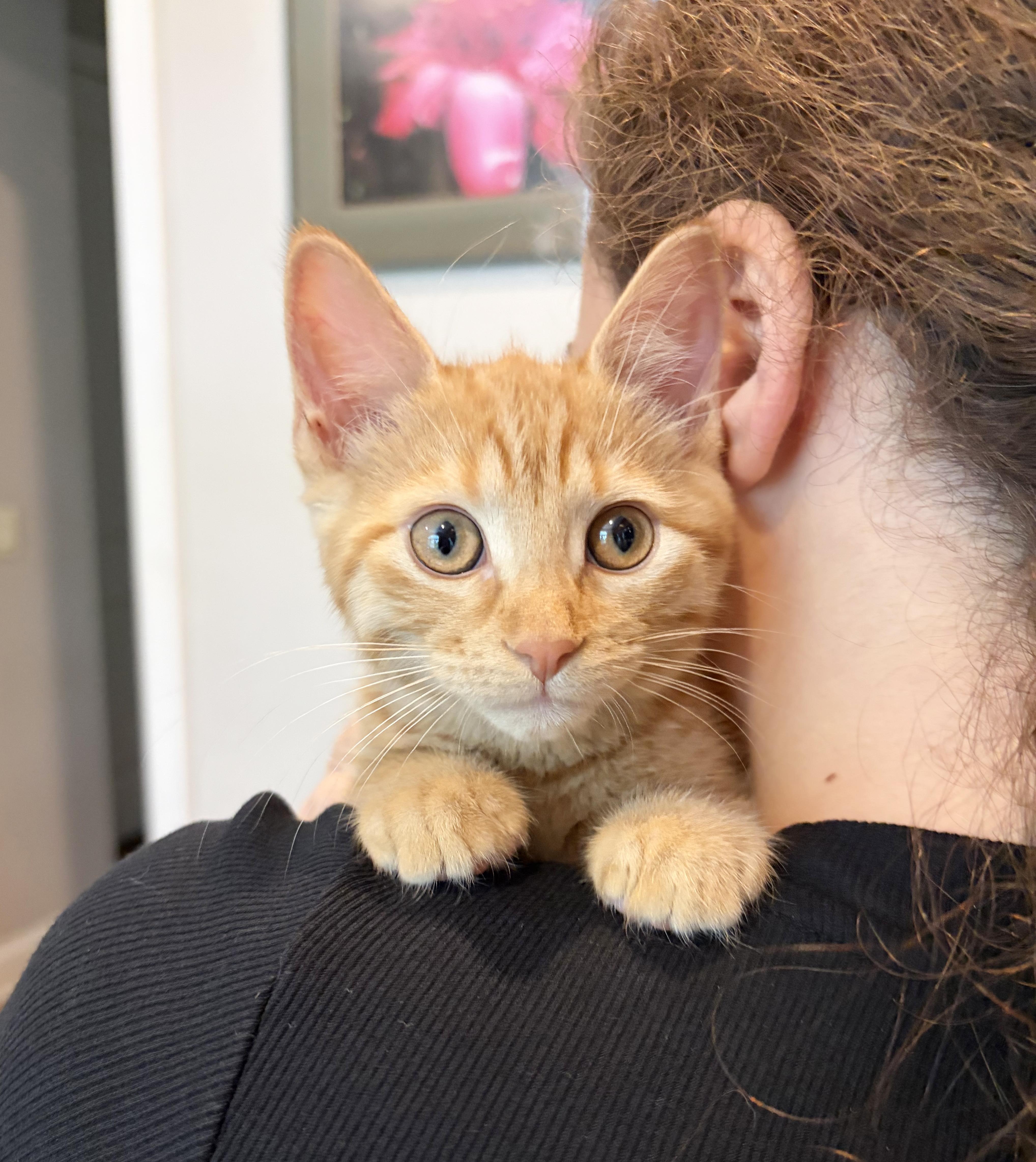 A baby medium-sized female Tabby (Orange / Red) Tabby cat named Saffron for adoption in Parkville, MO