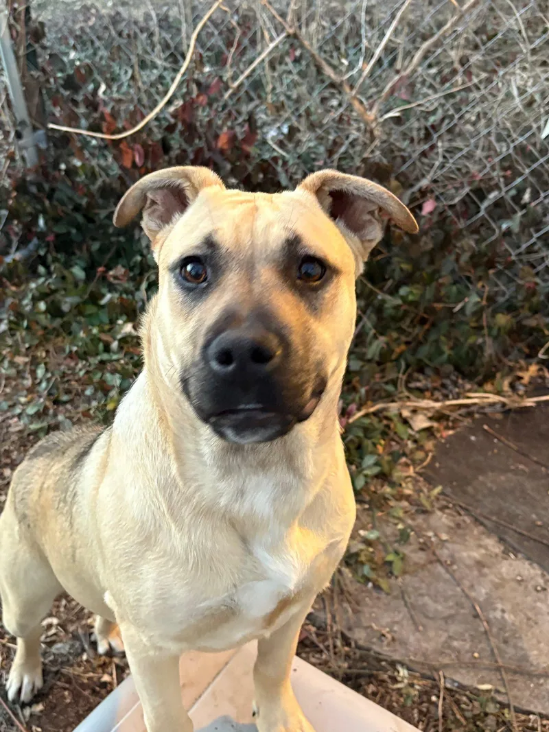 A baby medium-sized female Apricot / Beige Shepherd dog named Blueberry for adoption in Manhattan, KS