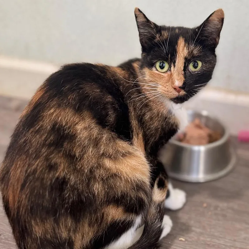 An adult small-sized female Domestic Short Hair cat named Coat of Many Colors for adoption in Fredericksburg, VA