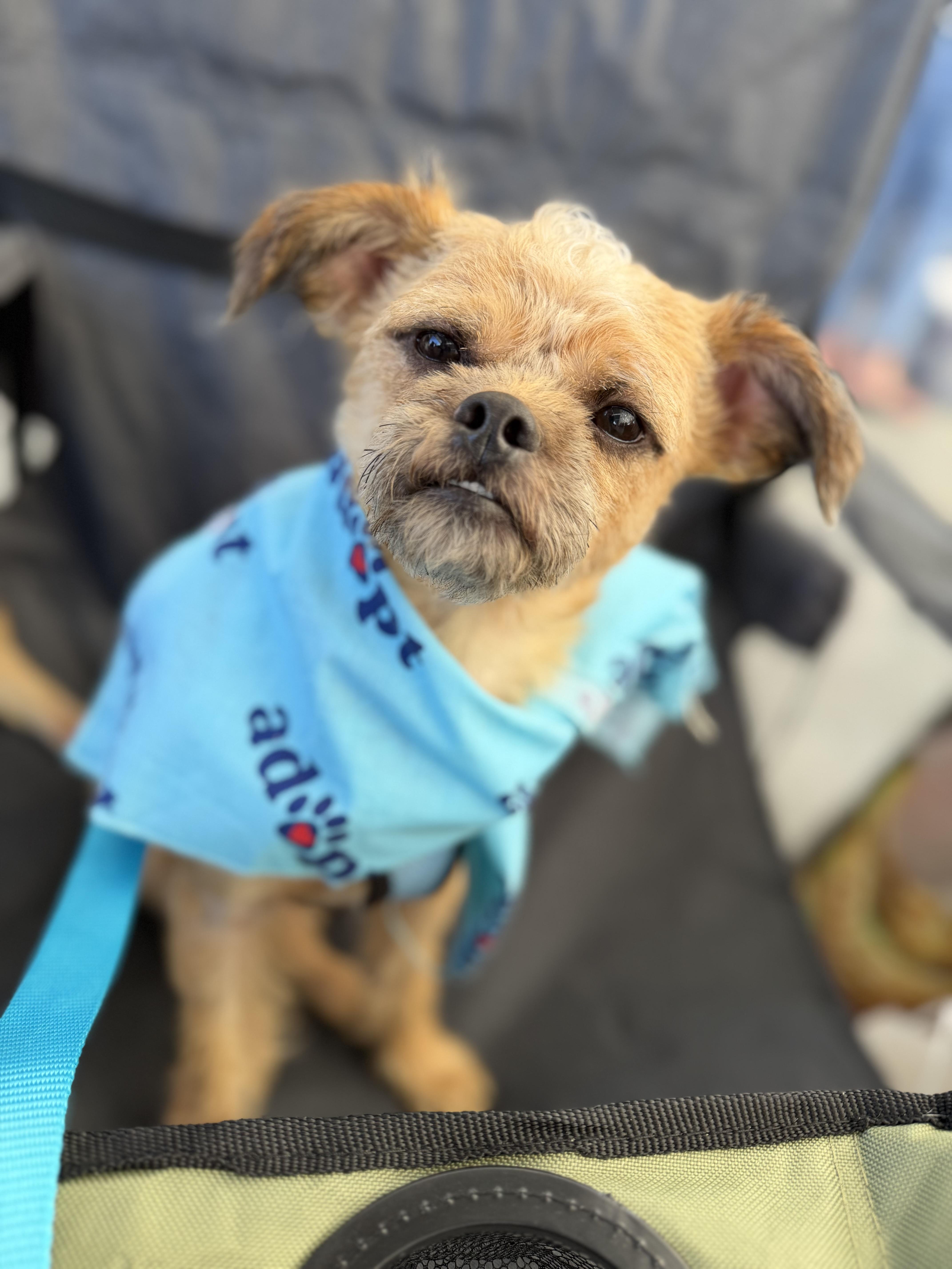 A young small-sized male Yorkshire Terrier dog named Gremlin for adoption in Delmar, NY