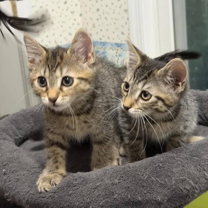 A baby medium-sized female Tabby (Brown / Chocolate) Domestic Medium Hair cat named Mochi & Miso for adoption in Frederick, MD