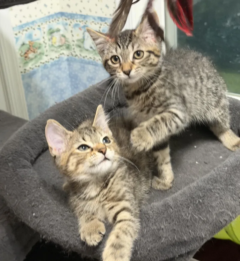 Mochi & Miso thumbnail 4