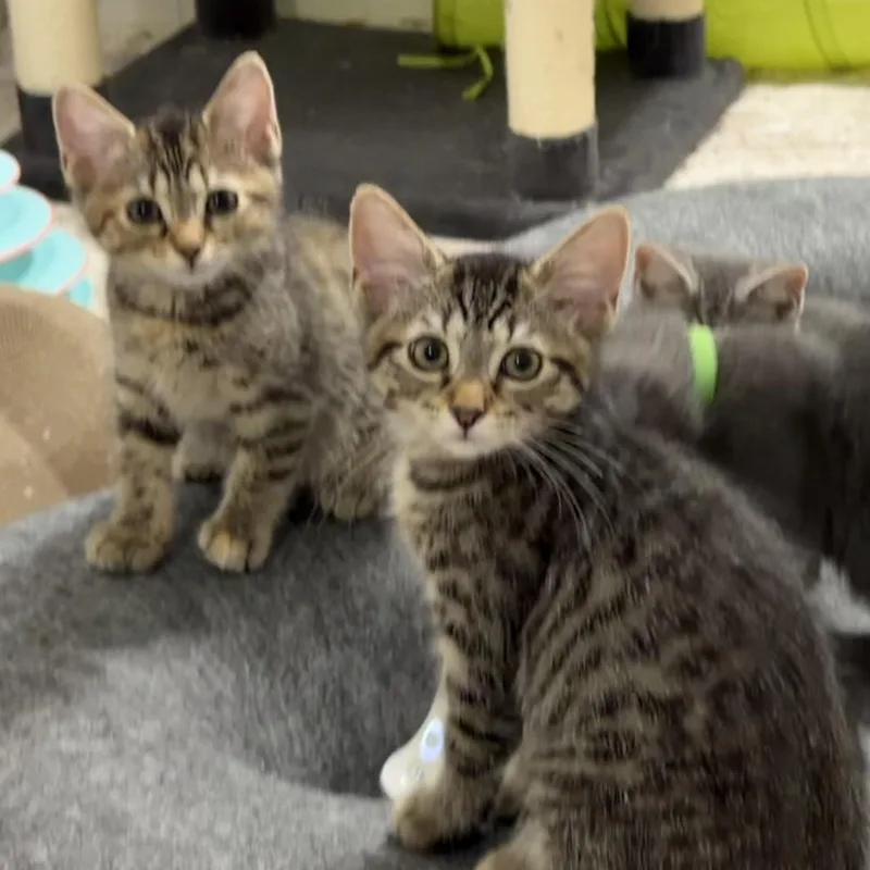 Mochi & Miso thumbnail 5