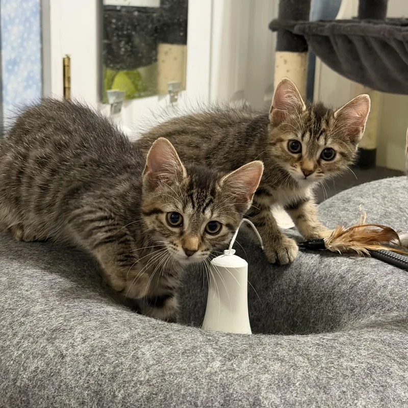 Mochi & Miso thumbnail 6