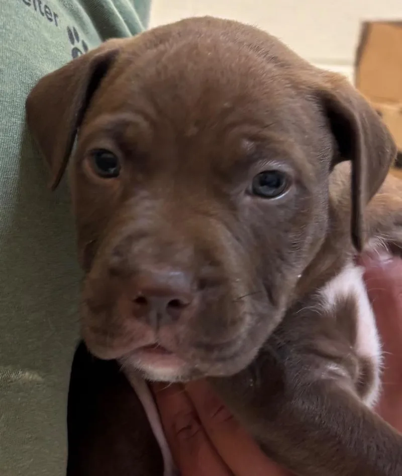 Frankie