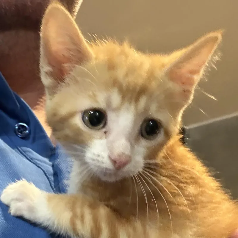 A baby small-sized female Orange / Red Domestic Short Hair cat named Saffron for adoption in Prosper, TX