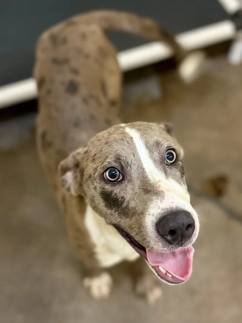 A young medium-sized male Gray / Blue / Silver Catahoula Leopard Dog dog named Maxwell for adoption in Sherman, TX